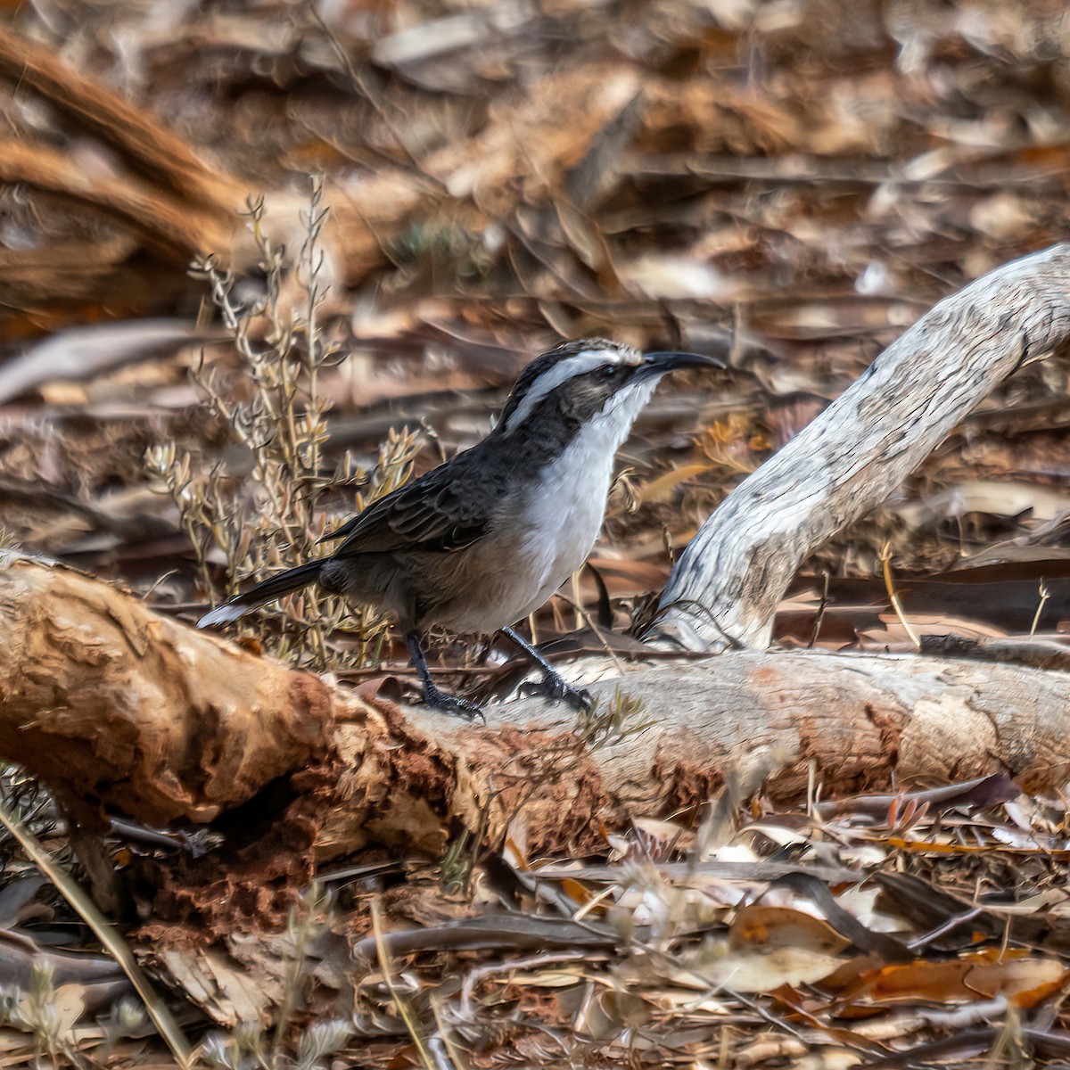 White-browed Babbler - ML564797041