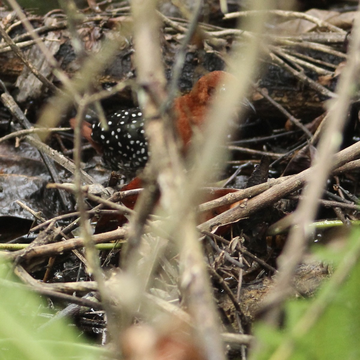 White-spotted Flufftail (Northern) - ML564797211