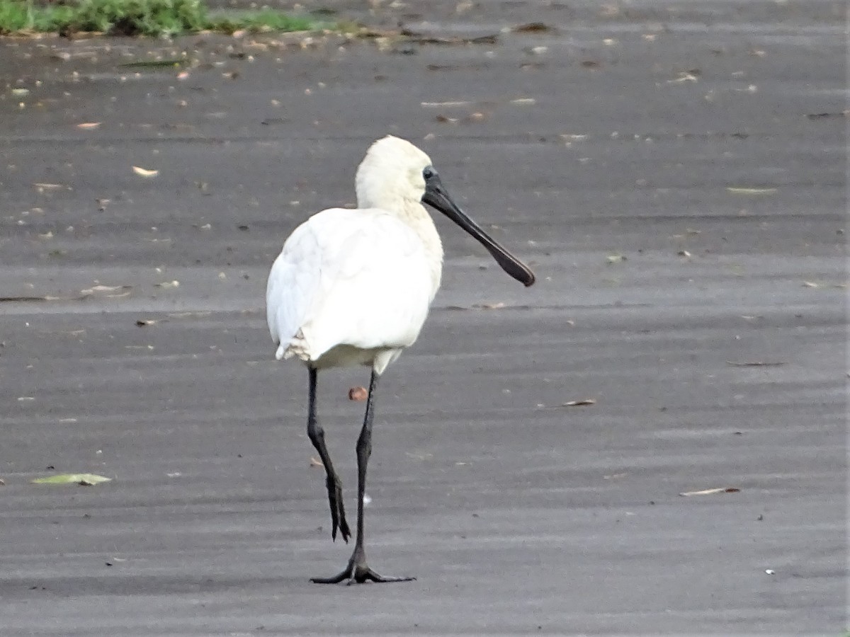 Royal Spoonbill - Richard Murray