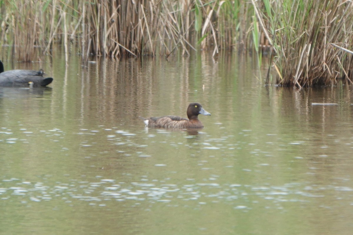 鳳頭潛鴨 - ML564799061