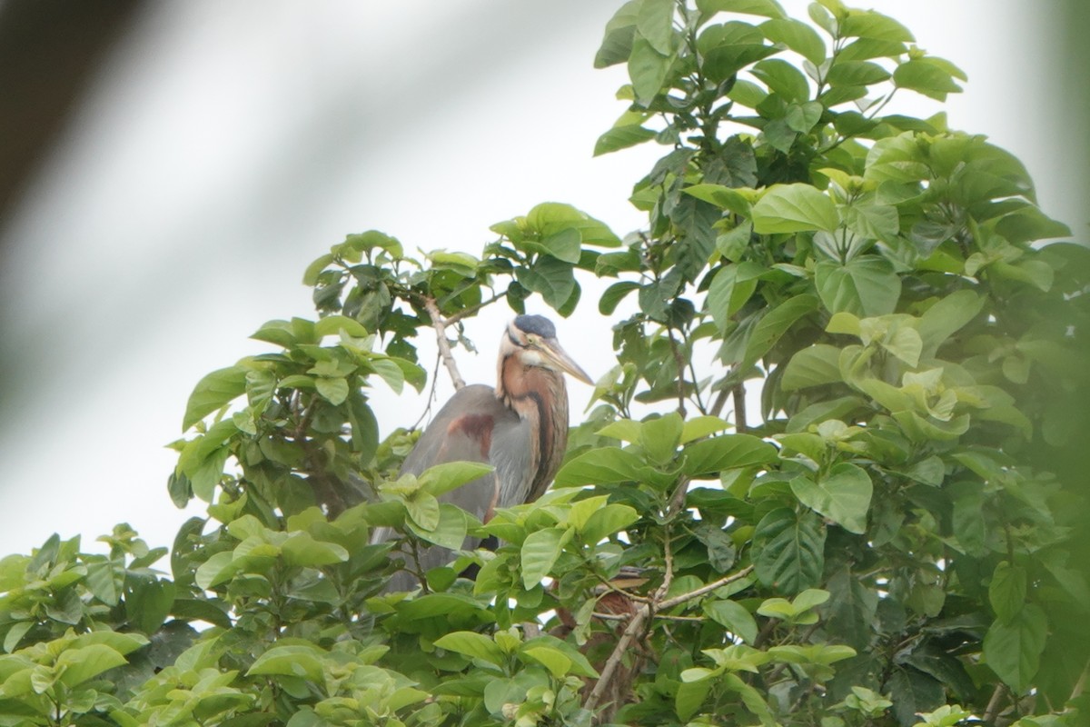 Purple Heron - ML564799131