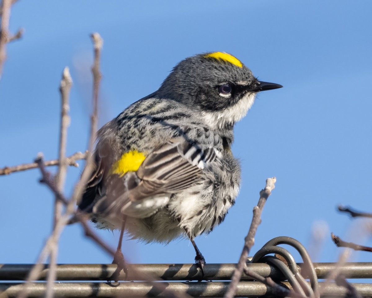 Yellow-rumped Warbler - Linda Cunningham