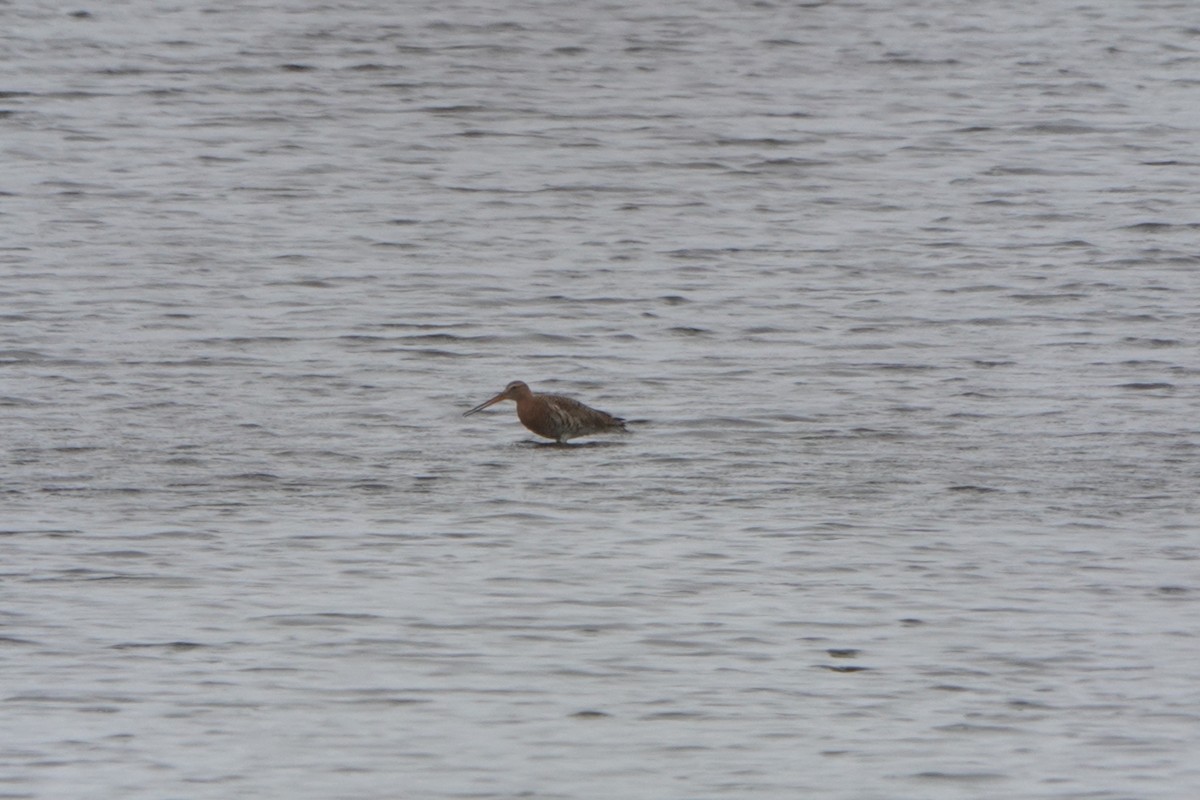 Black-tailed Godwit - ML564799671