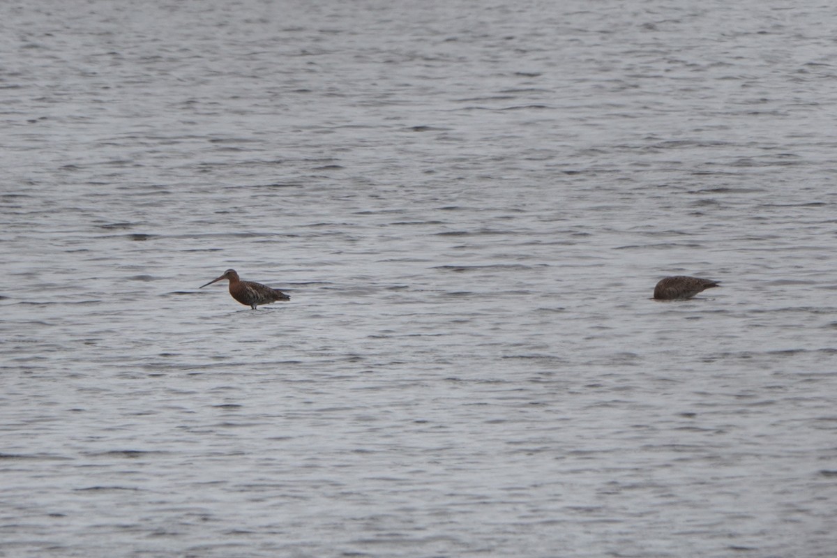 Black-tailed Godwit - ML564799681