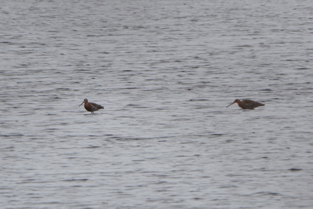 Black-tailed Godwit - ML564799691