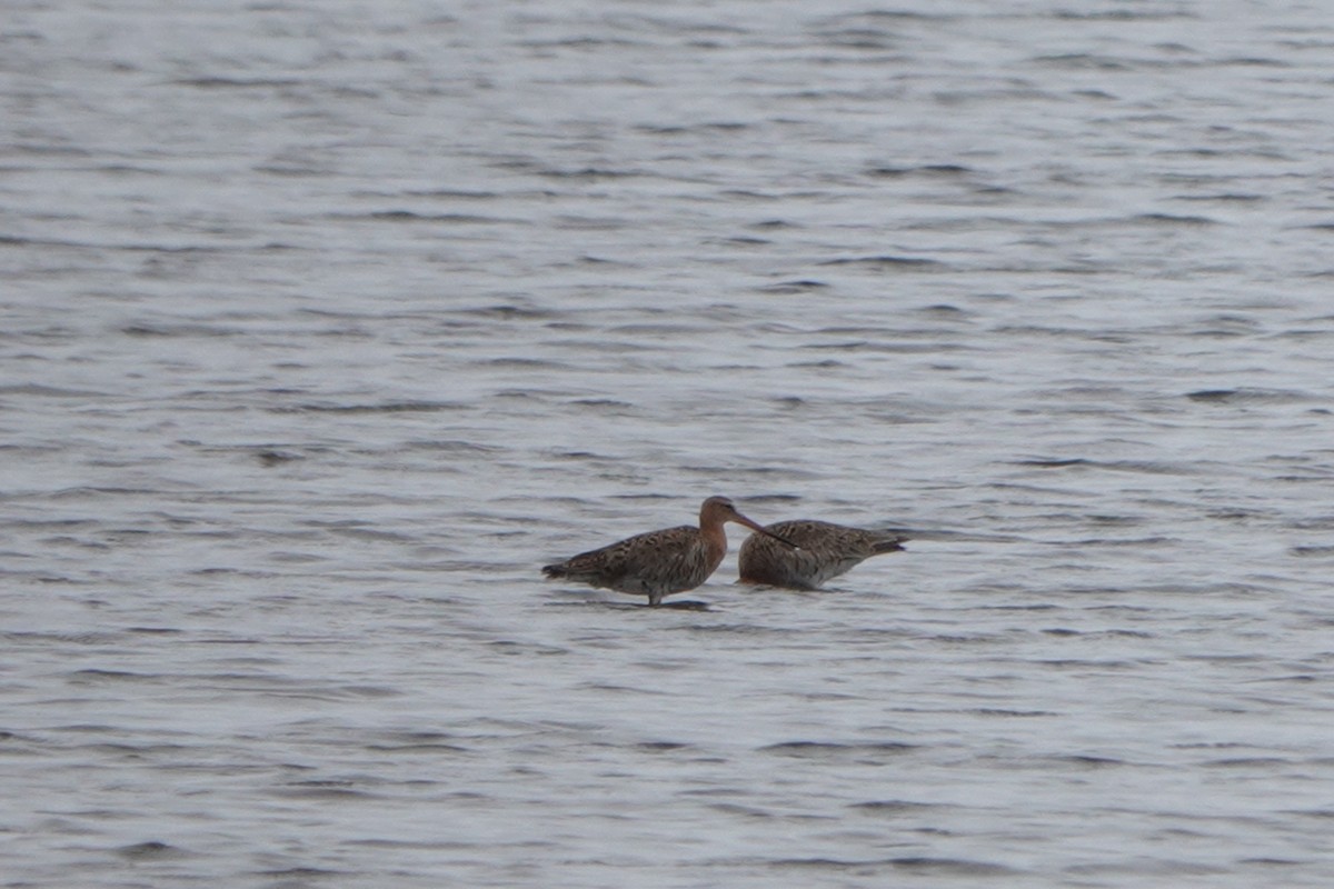 Black-tailed Godwit - Chen Yinghsou