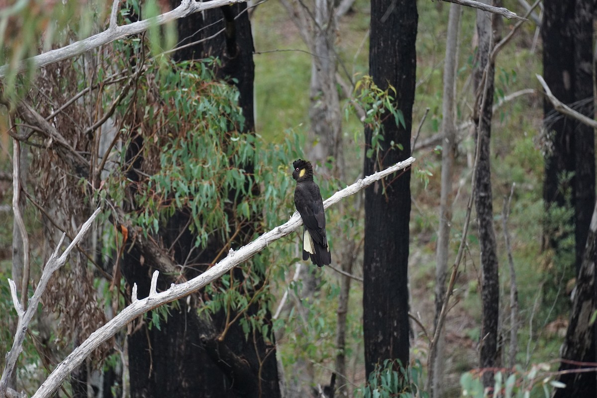 Yellow-tailed Black-Cockatoo - ML564801141