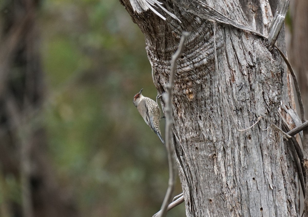 Red-browed Treecreeper - ML564801461