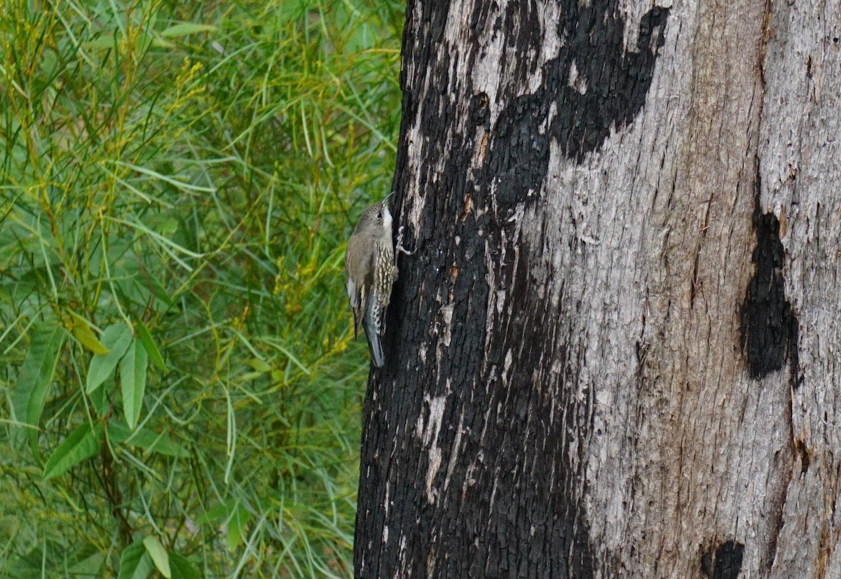White-throated Treecreeper - ML564801661