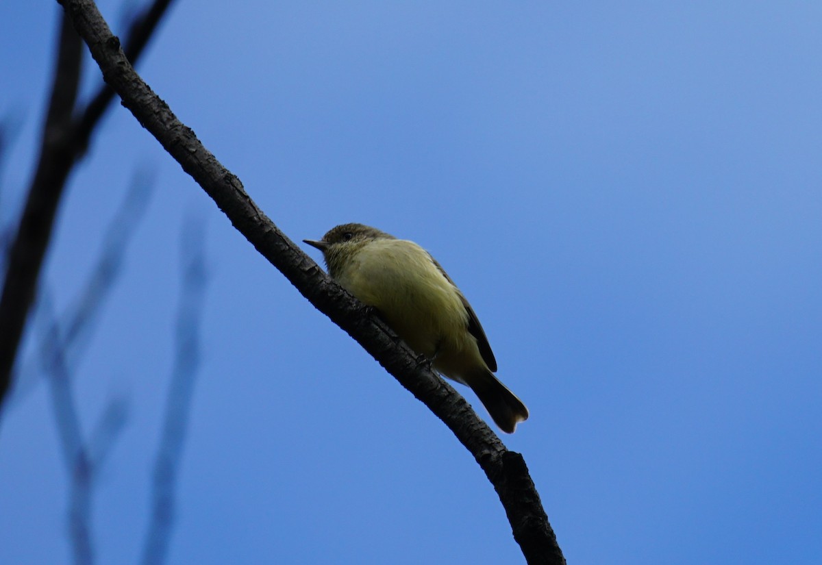 Buff-rumped Thornbill - ML564802191
