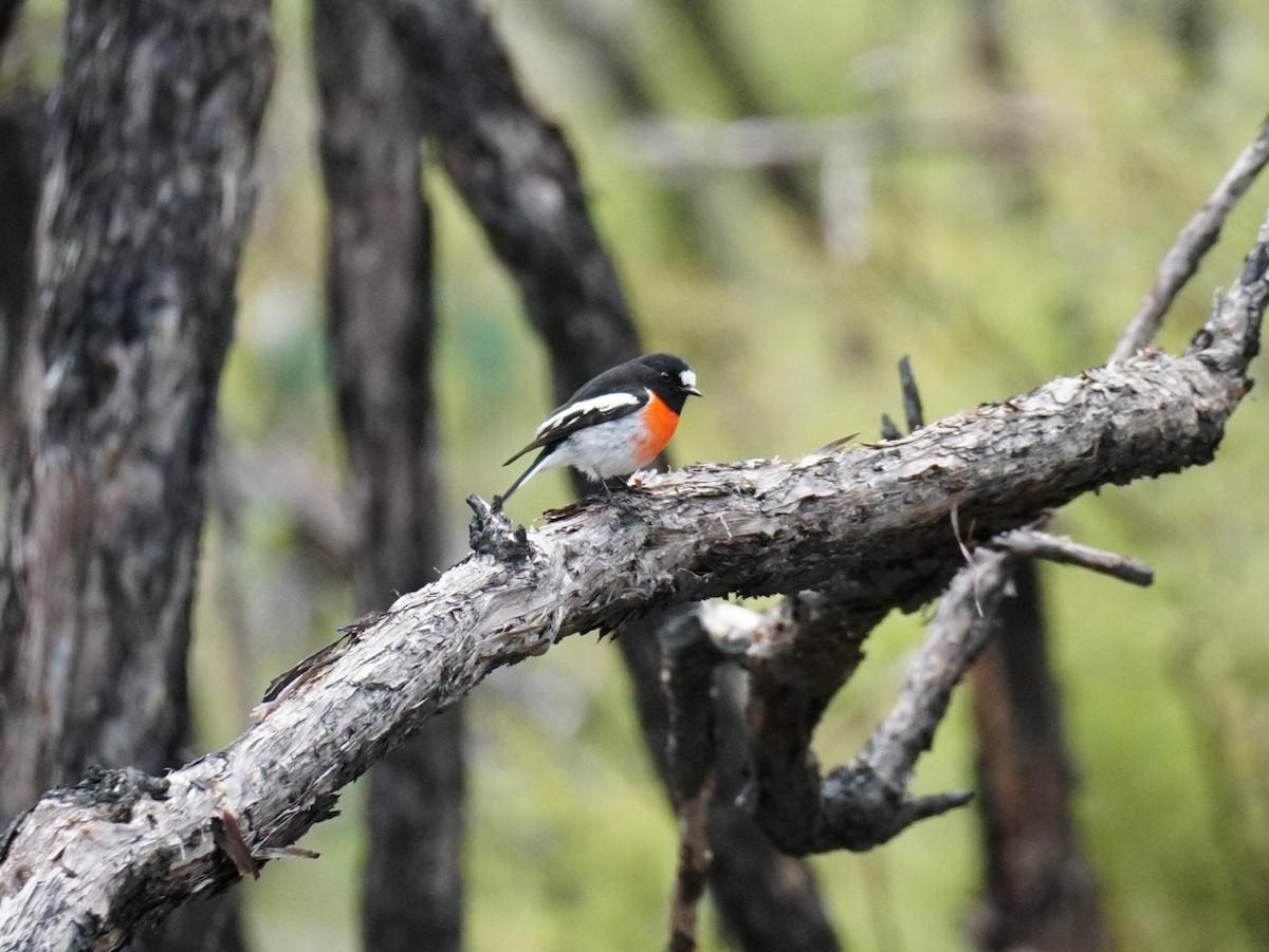 Scarlet Robin - ML564802461