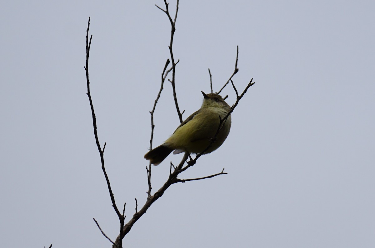 Buff-rumped Thornbill - ML564802951