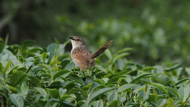 Striped Prinia - ML564803301