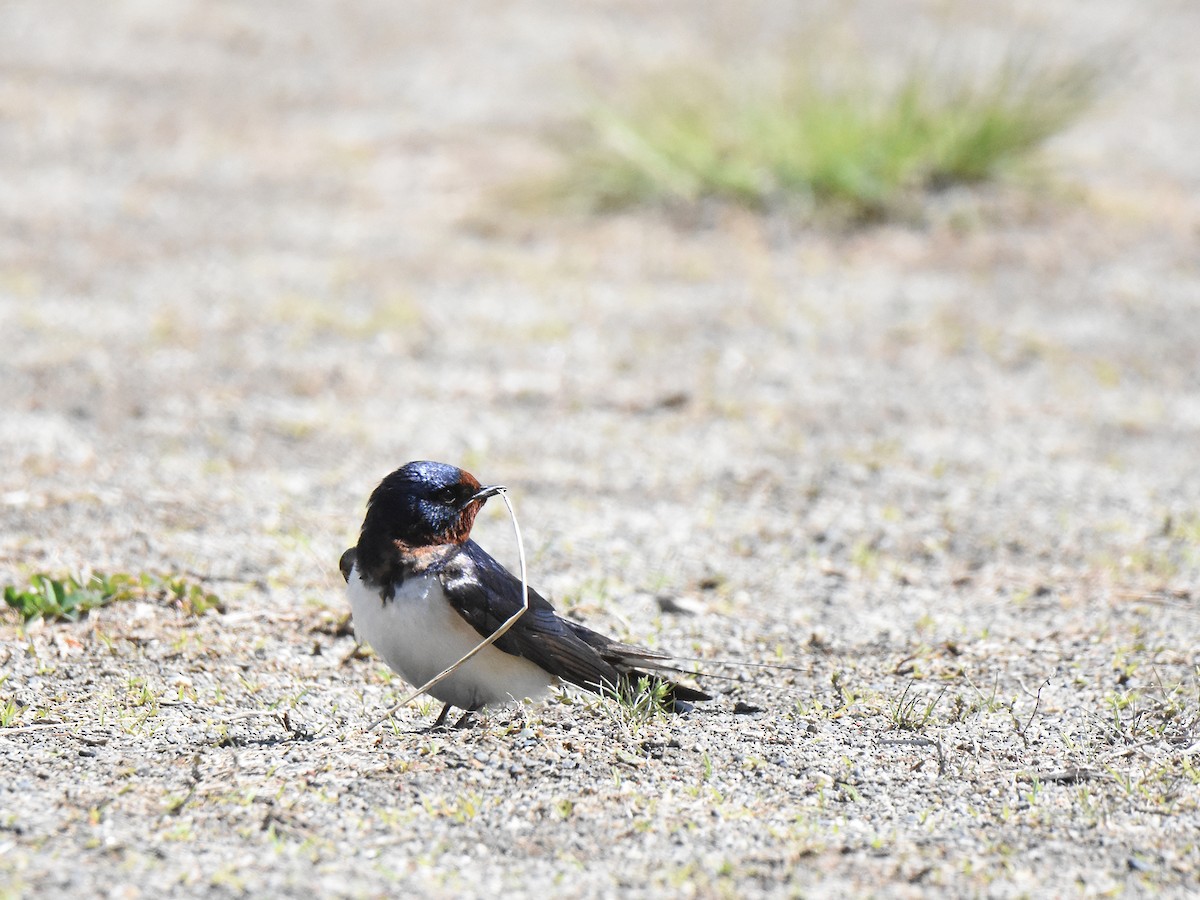 Barn Swallow - ML564804291