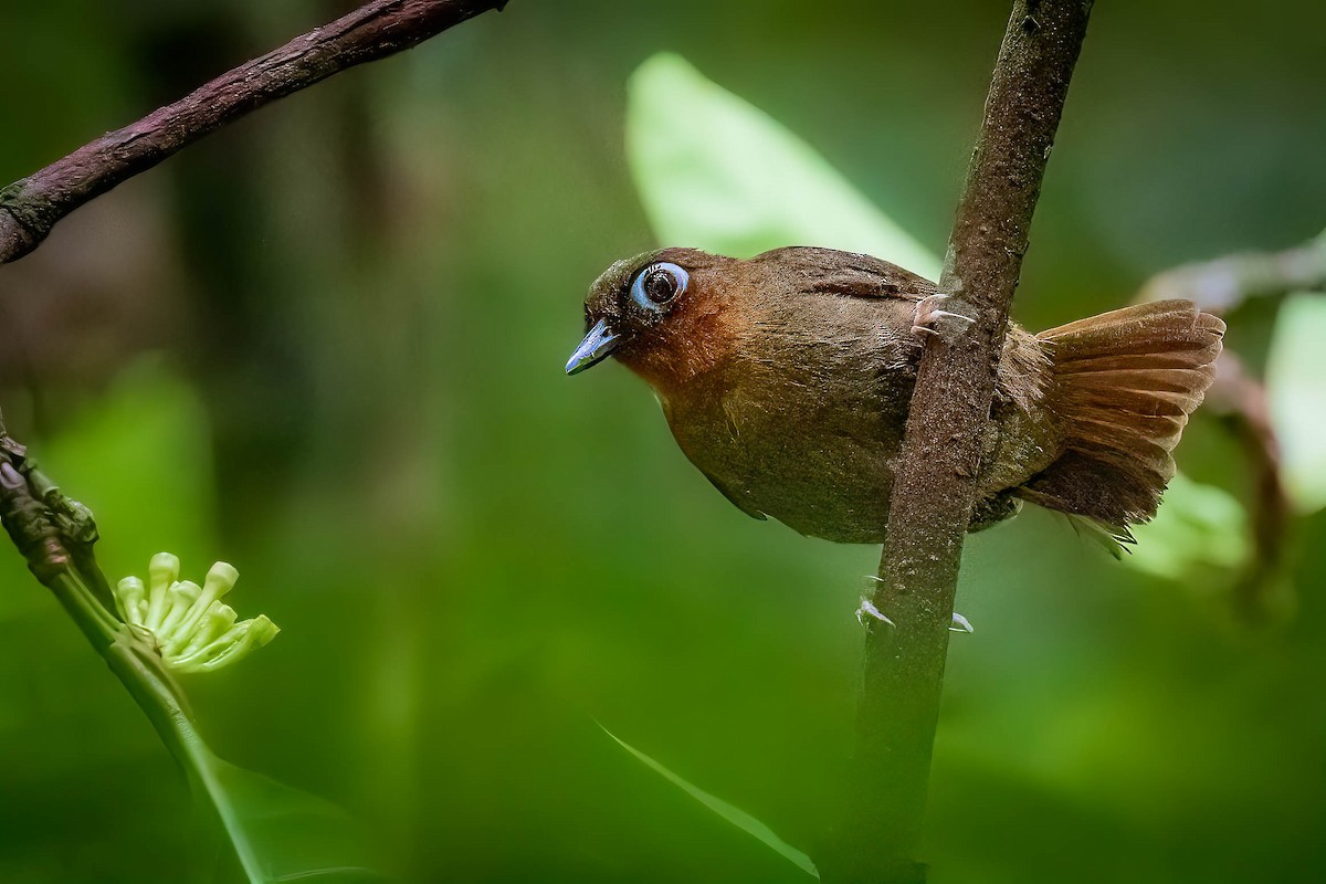 Rufous-throated Antbird - ML564804551