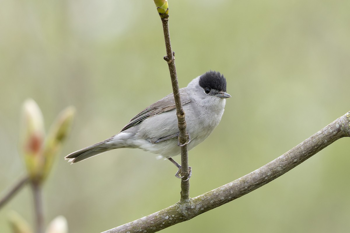 Eurasian Blackcap - ML564805411