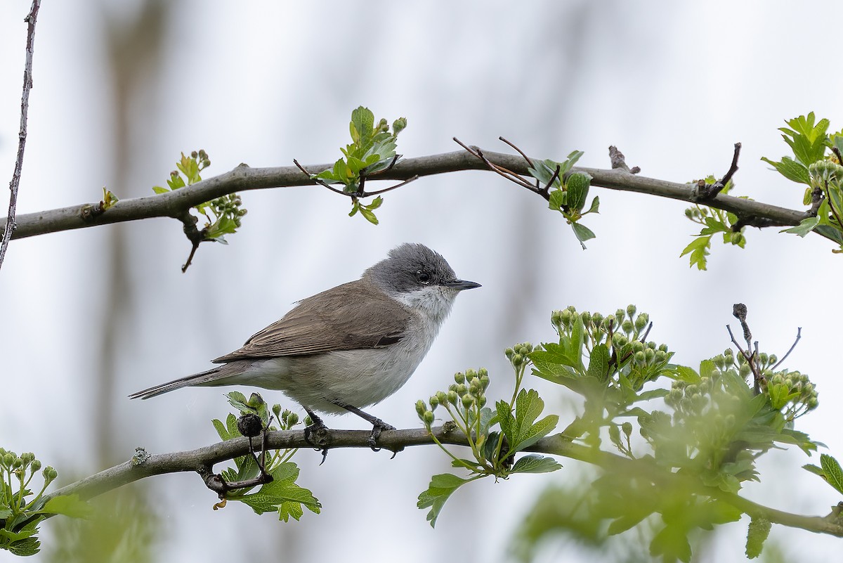 Lesser Whitethroat - ML564805491