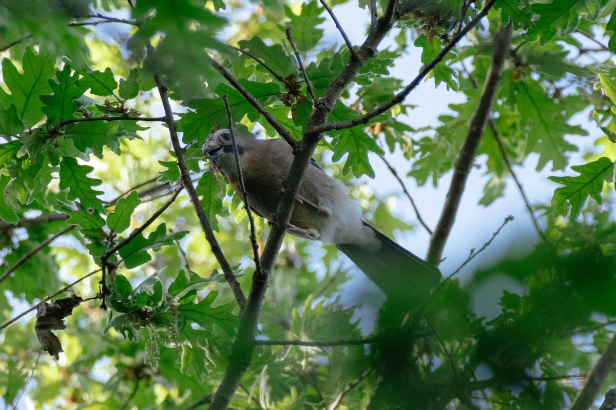 Eurasian Jay - ML564805771