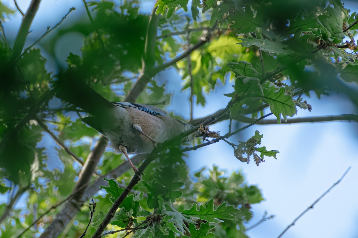 Eurasian Jay - ML564805921