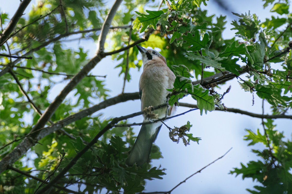 Eurasian Jay - ML564805961