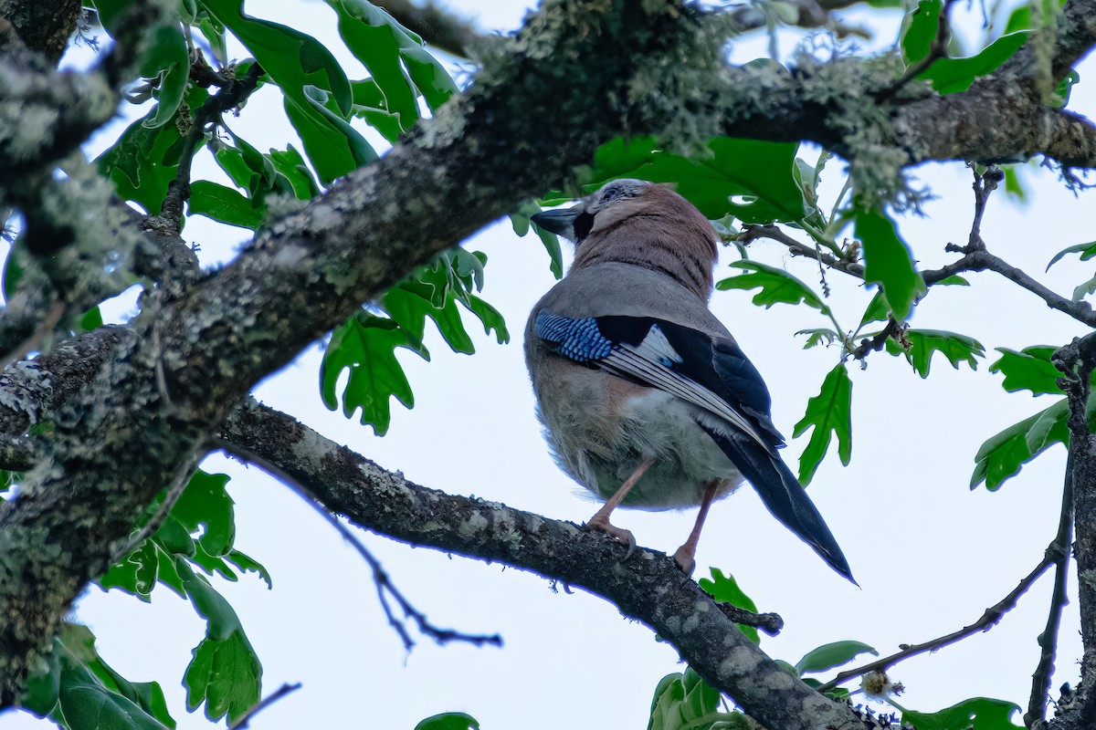 Eurasian Jay - ML564805991