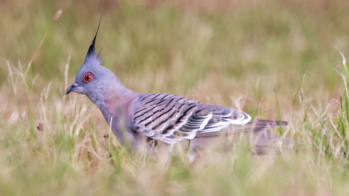 Crested Pigeon - ML564806721