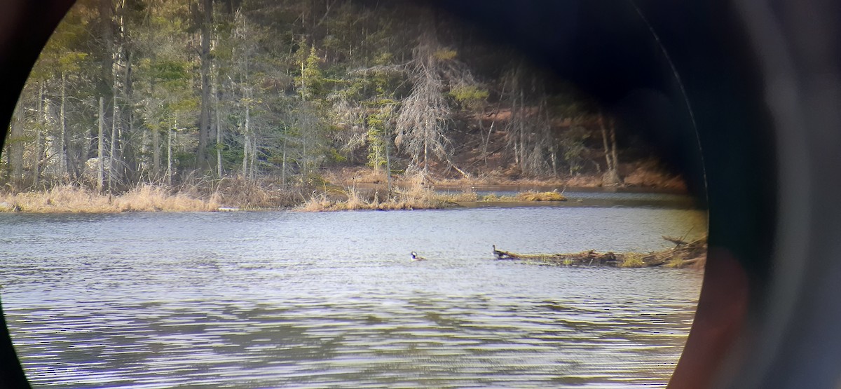 Hooded Merganser - ML564807901