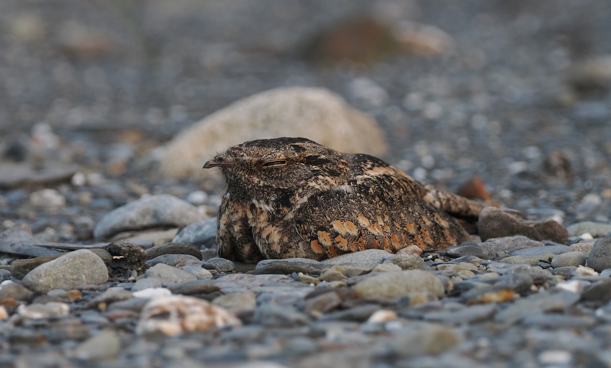 Savanna Nightjar - ML564807911