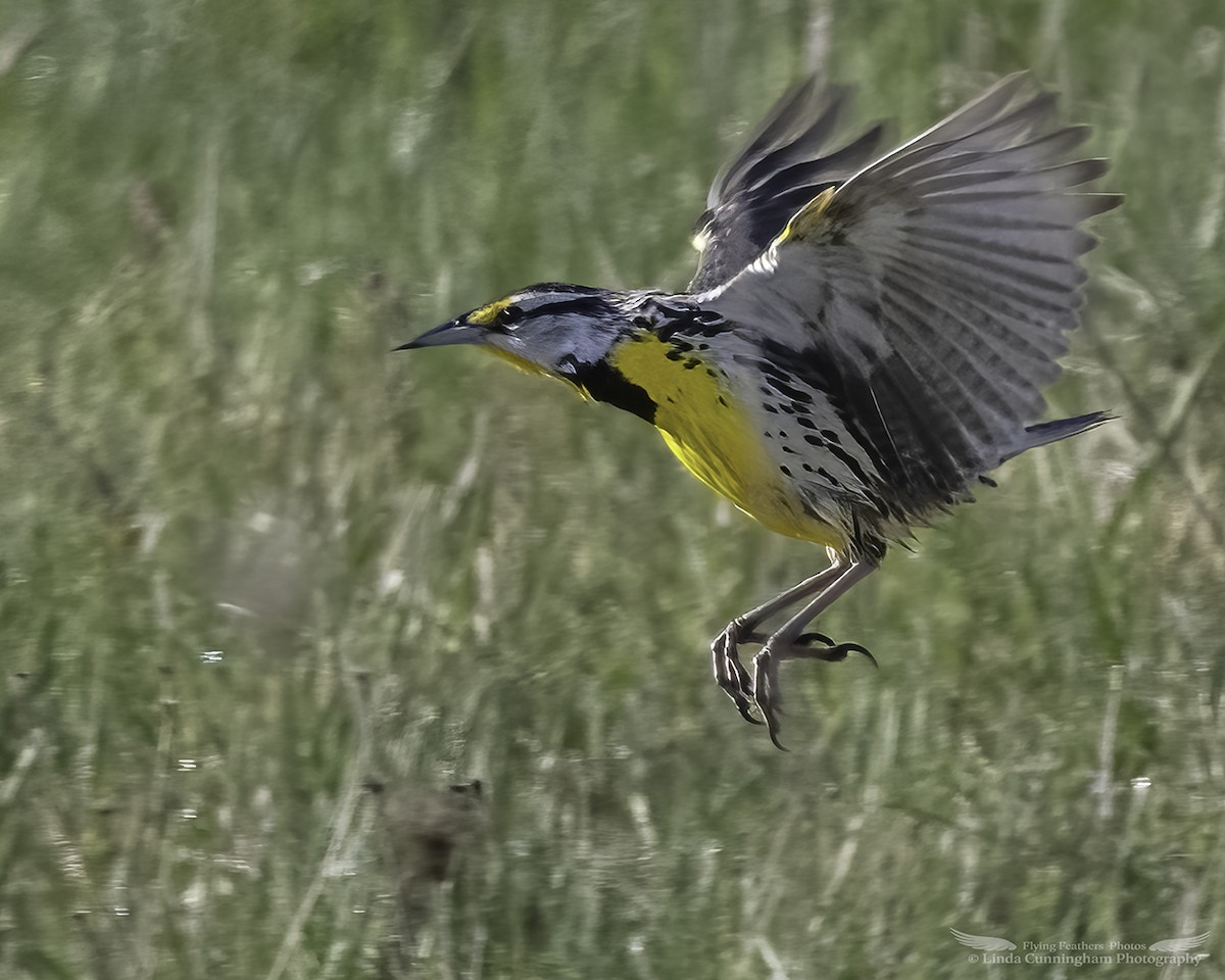 Eastern Meadowlark - ML564808021