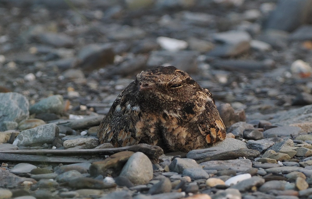 Savanna Nightjar - ML564808351