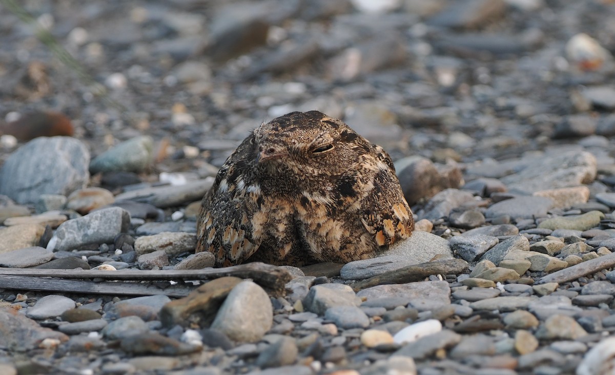 Savanna Nightjar - Scott (瑞興) LIN(林)