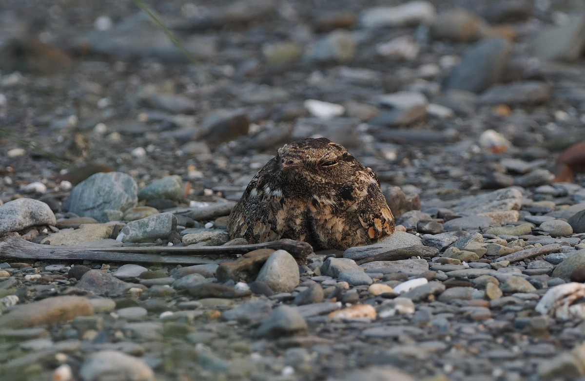 Savanna Nightjar - Scott (瑞興) LIN(林)