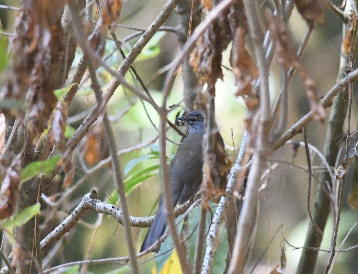 Brown-backed Solitaire - ML564808901