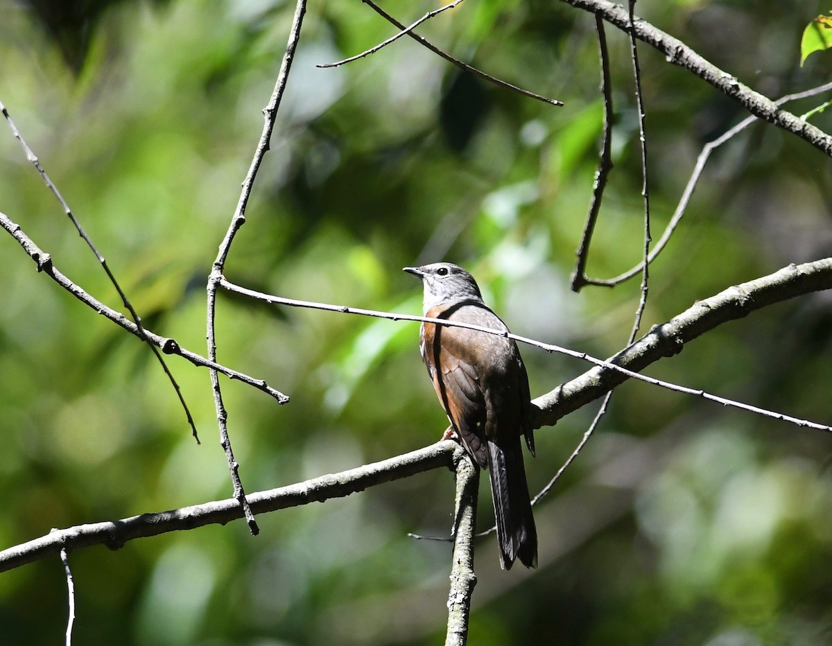 Brown-backed Solitaire - ML564808911