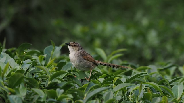 Prinia Estriada - ML564809421