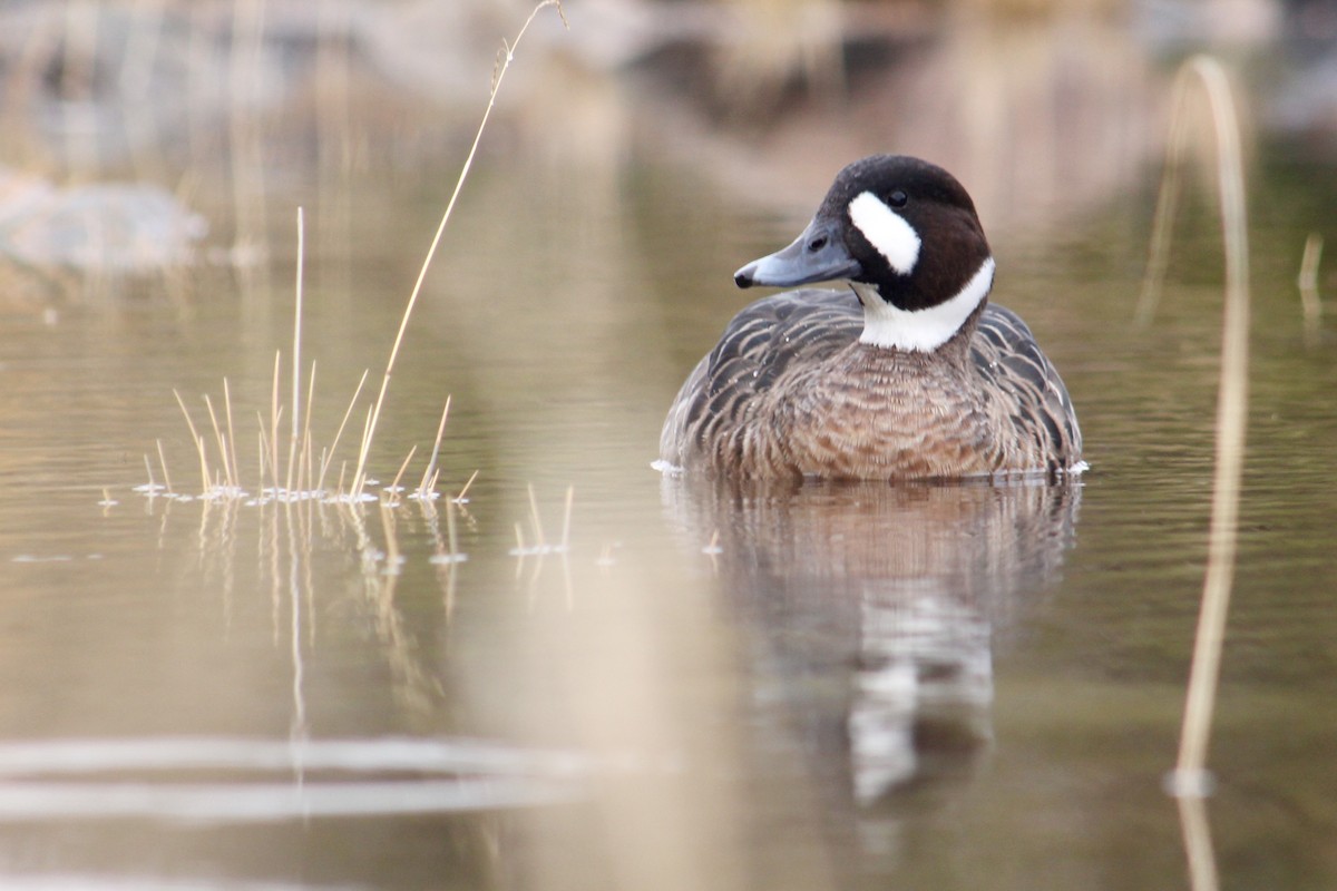 Spectacled Duck - ML564809491