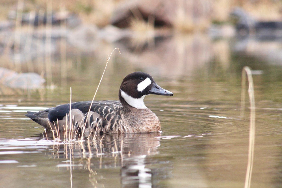 Canard à lunettes - ML564809511