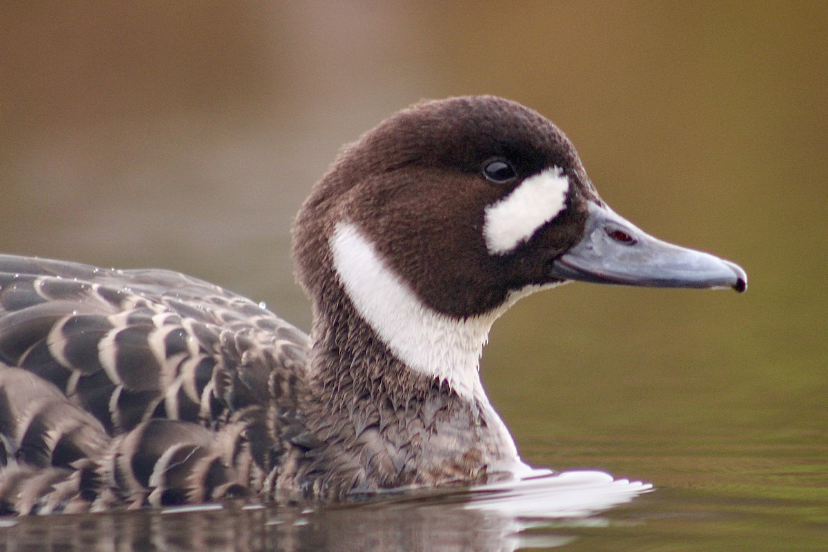 Spectacled Duck - ML564809521