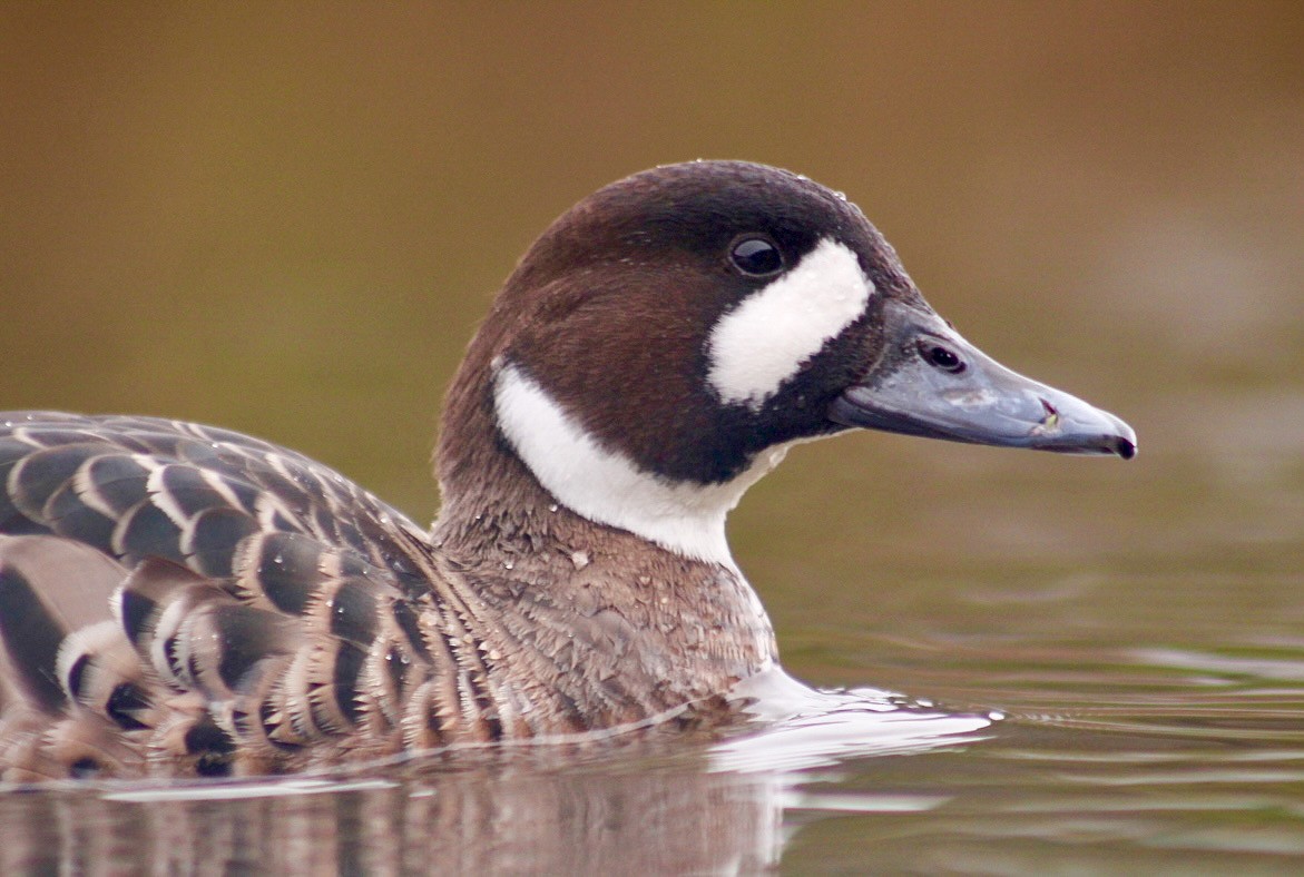 Spectacled Duck - ML564809661