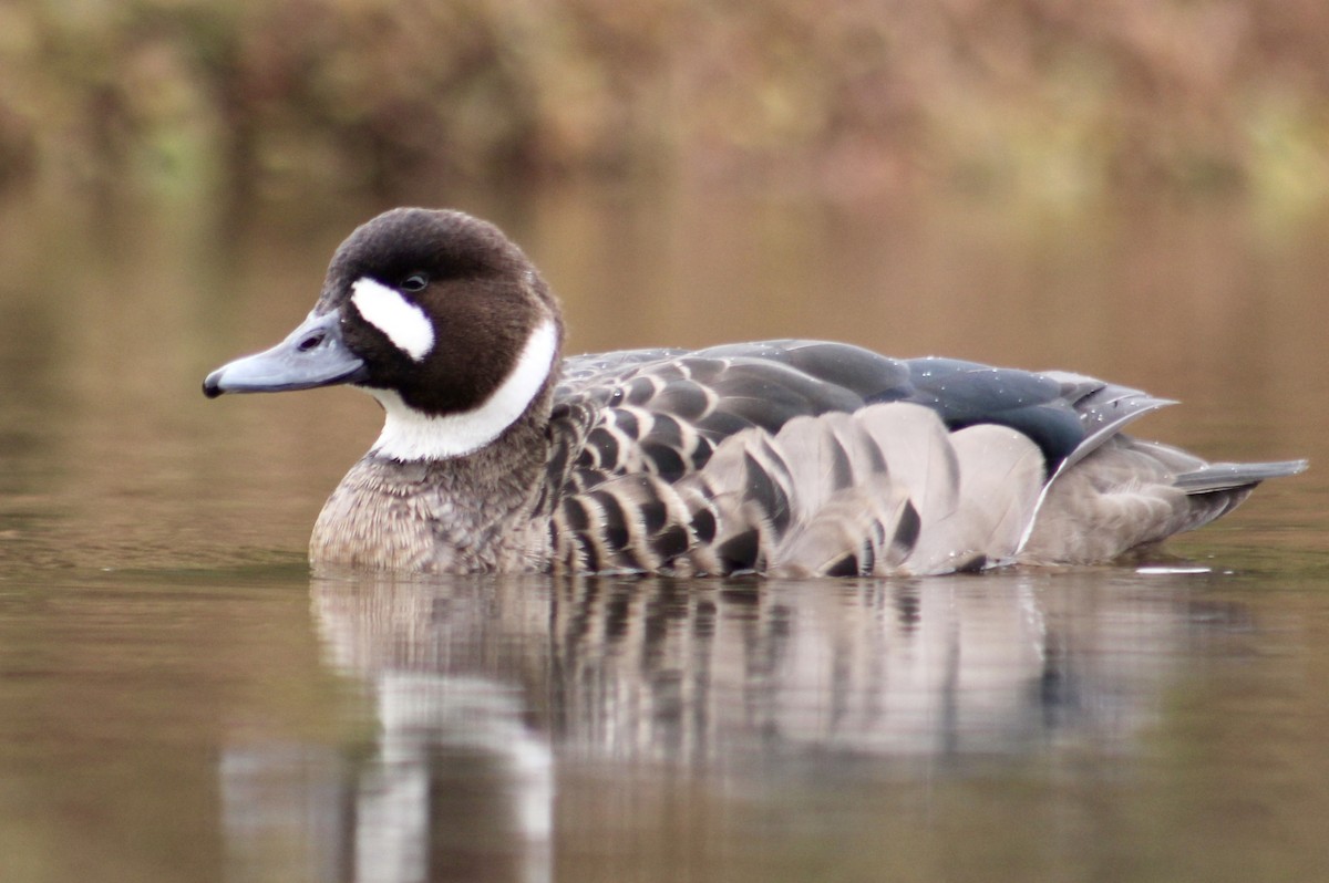 Canard à lunettes - ML564809681