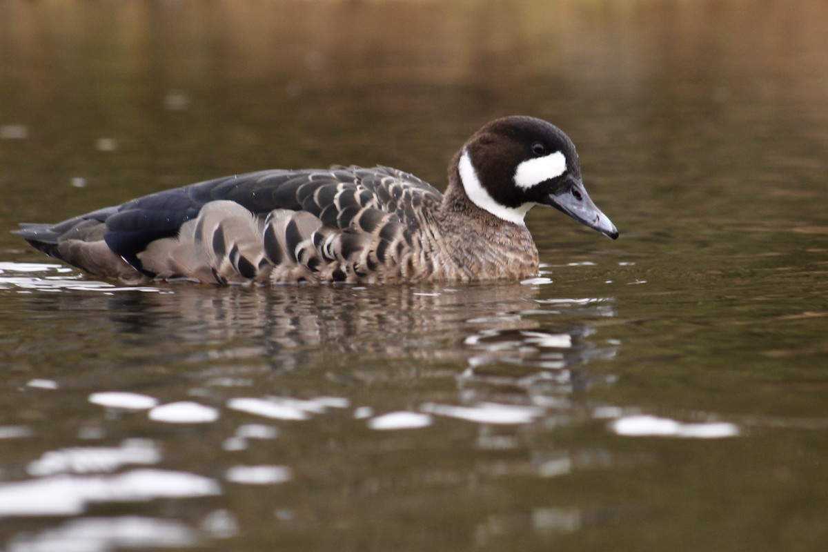 Spectacled Duck - James Mitchell