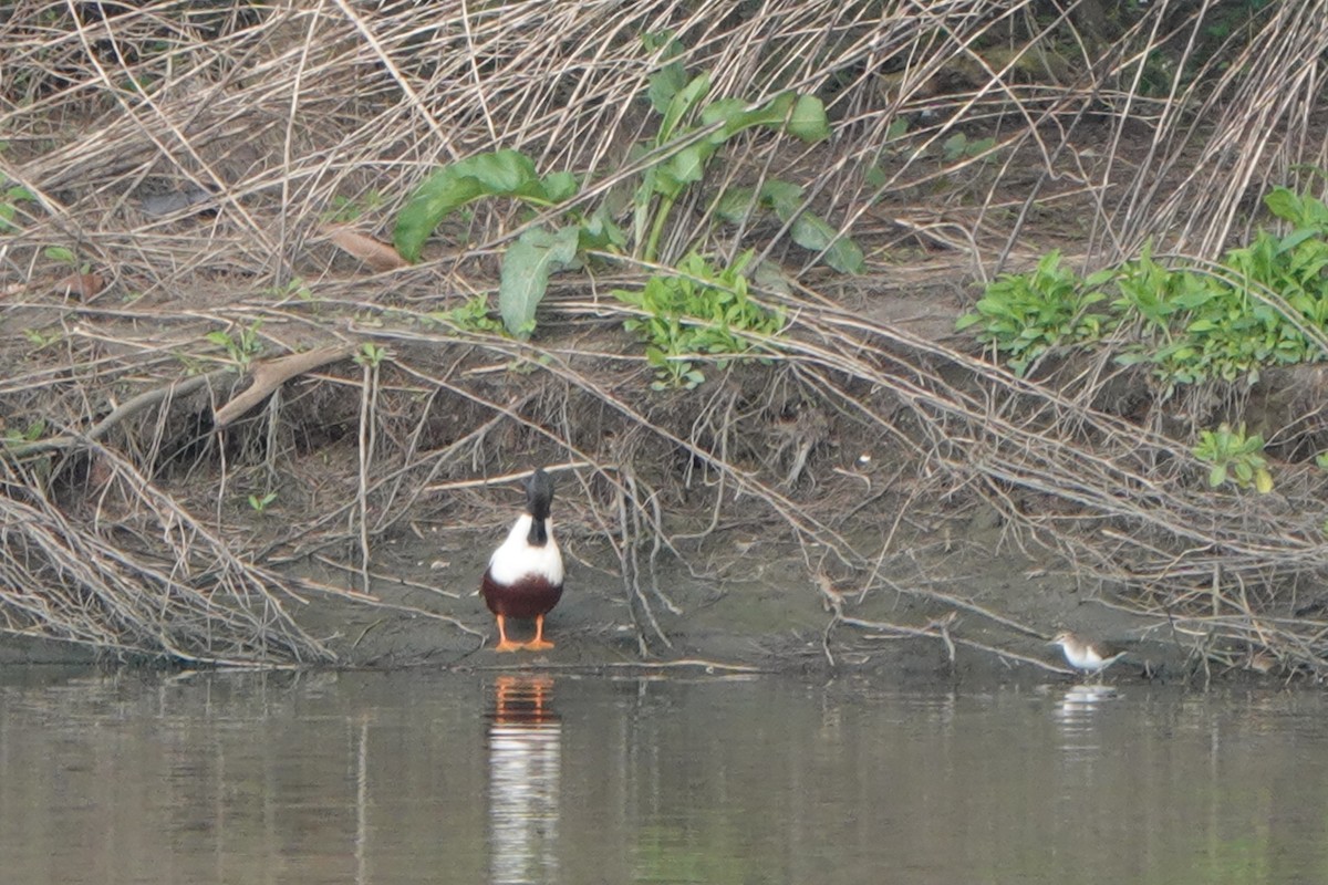 Northern Shoveler - ML564809831