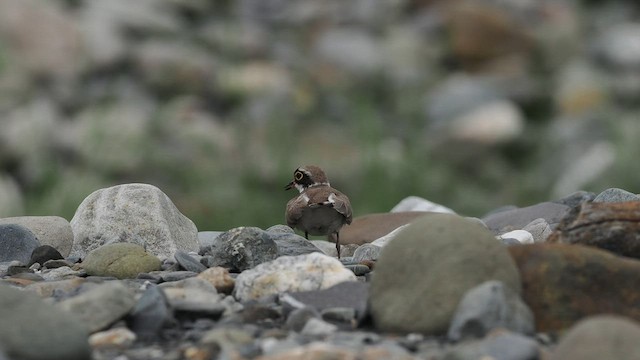 Little Ringed Plover - ML564809901