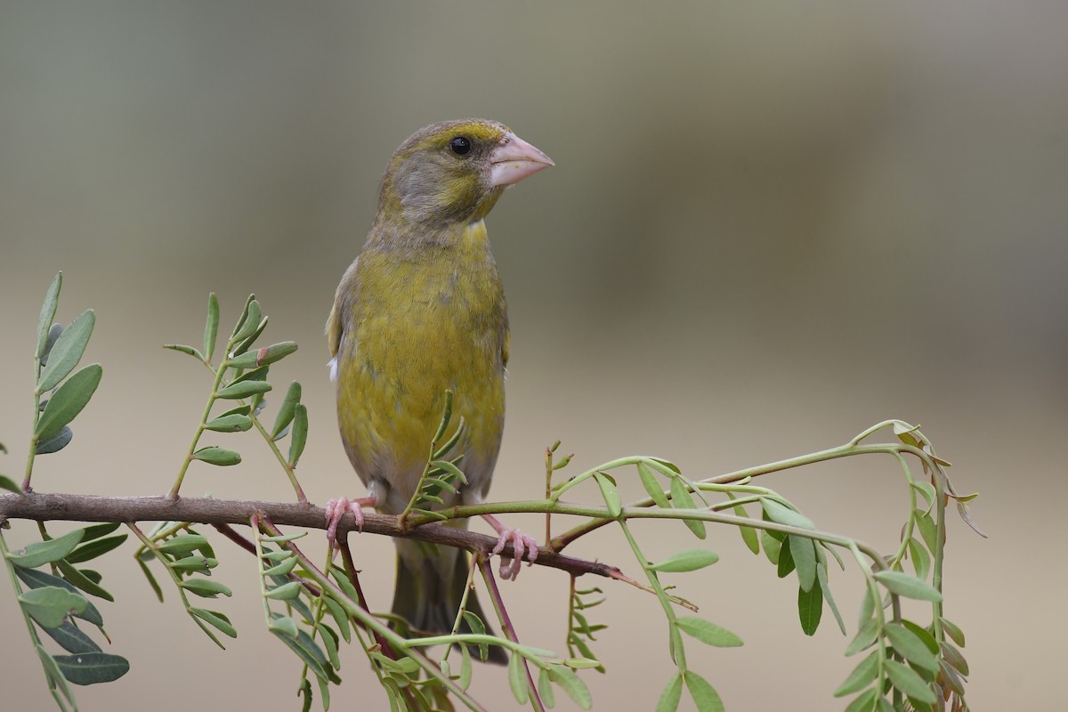 European Greenfinch - ML564810741