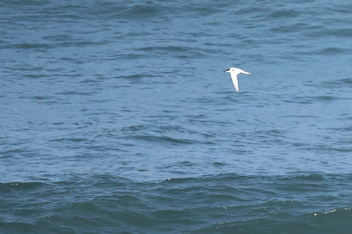 Sandwich Tern - ML564813041