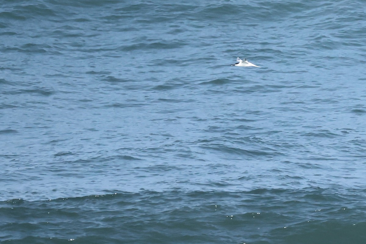 Sandwich Tern - ML564813061