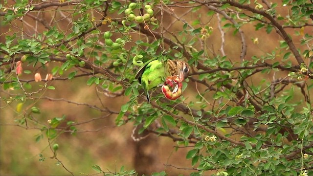 White-cheeked Barbet - ML564813401