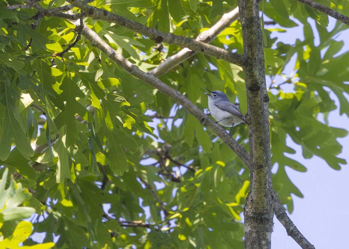 Blue-gray Gnatcatcher - ML564814321