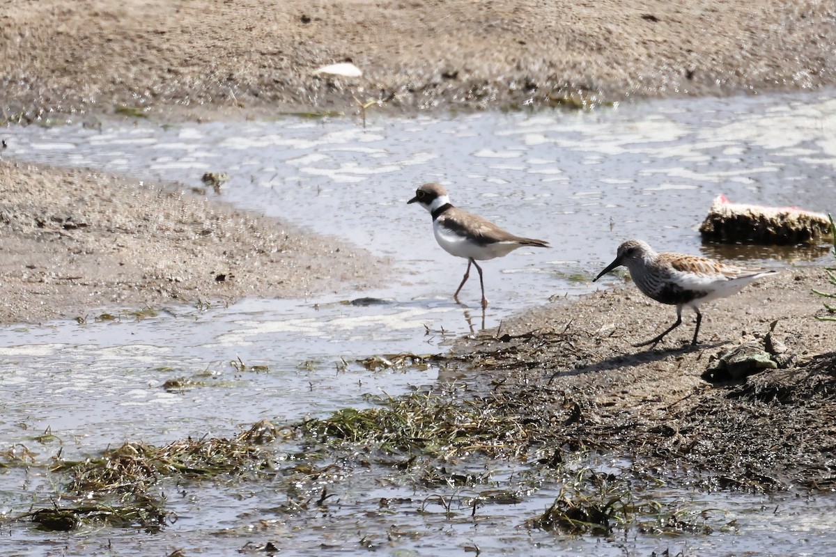 Dunlin - ML564814461