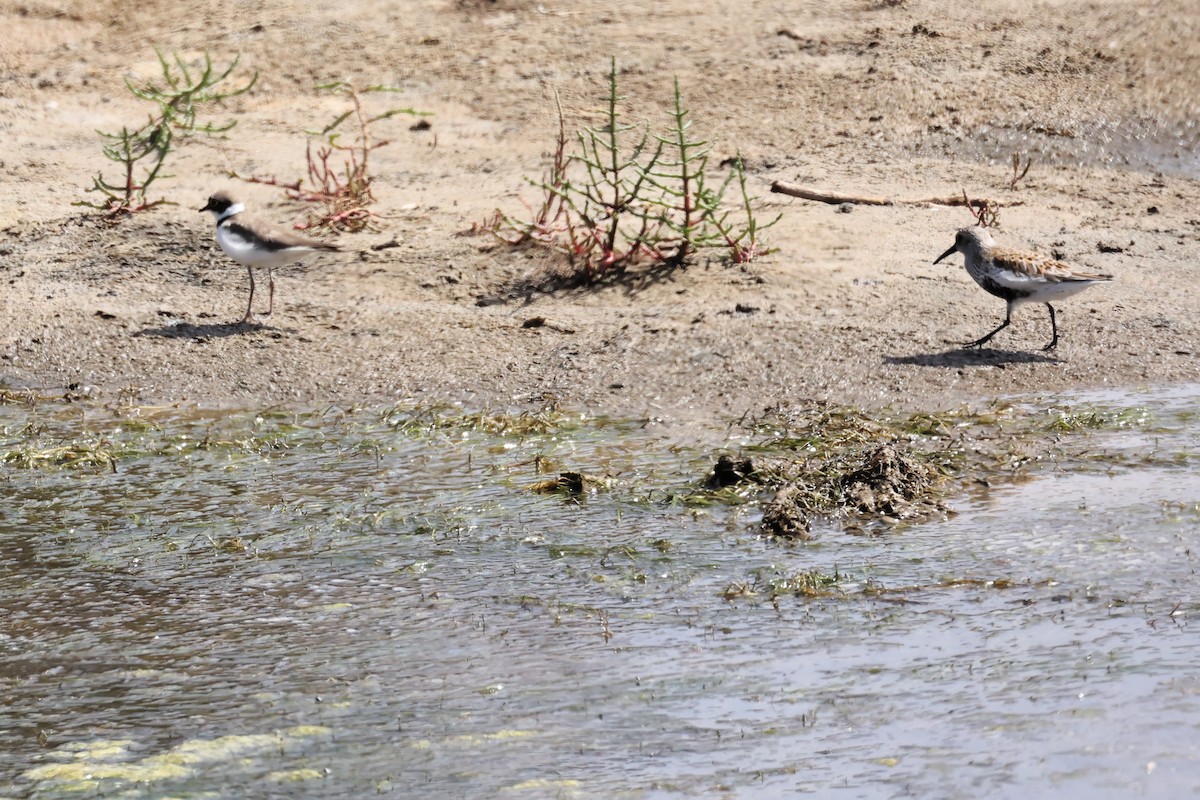 Dunlin - ML564814601